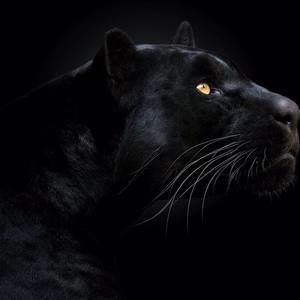 Meet your Posher, Rene